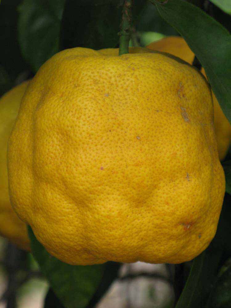            Fruit (Riverside, CA)   